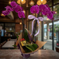 Orquídea
